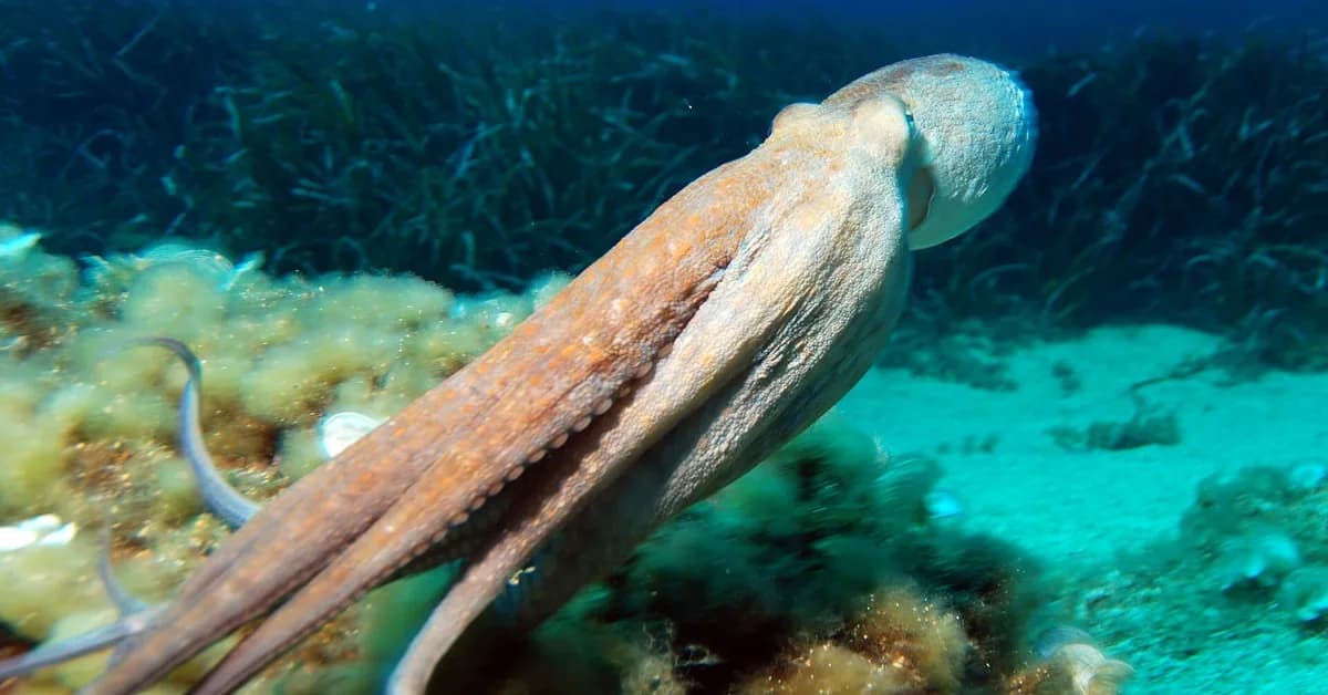 The Oldest Octopus Fossil Ever Isn't An Octopus At All, Scientists Discover