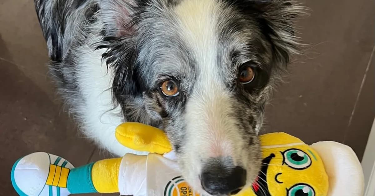 Rare gifted word-learner dogs like to share their toys