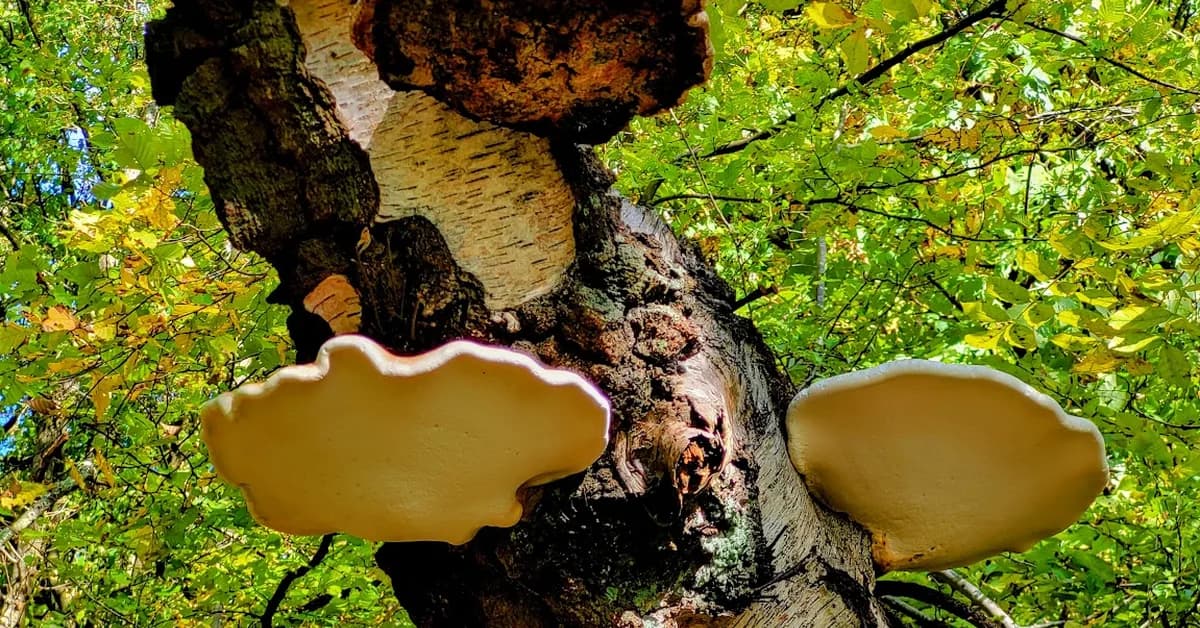 The hidden economy beneath our feet: Plants share energy through fungal networks