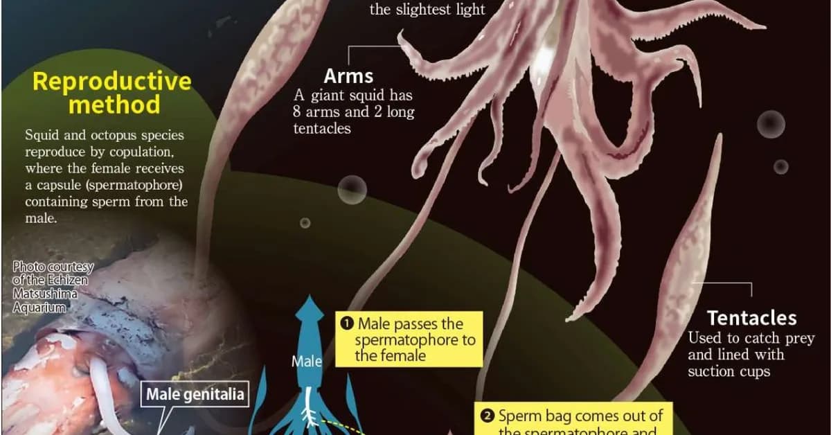 Friday Squid Blogging: How Squid Survived Extinction Events