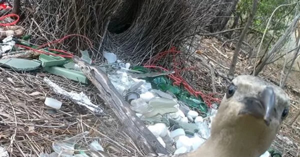 Male bowerbirds hope to dazzle females with bright human-made items