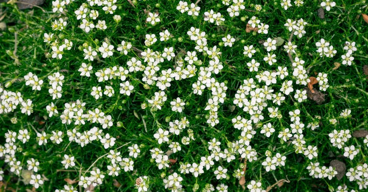 Savvy Homeowners Are Swapping Thirsty Grass for Luxury Irish Moss Lawns This Year