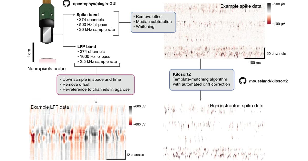 Neuropixels Opto Integrates Electrophysiology and Optogenetics to Probe Neuronal Function