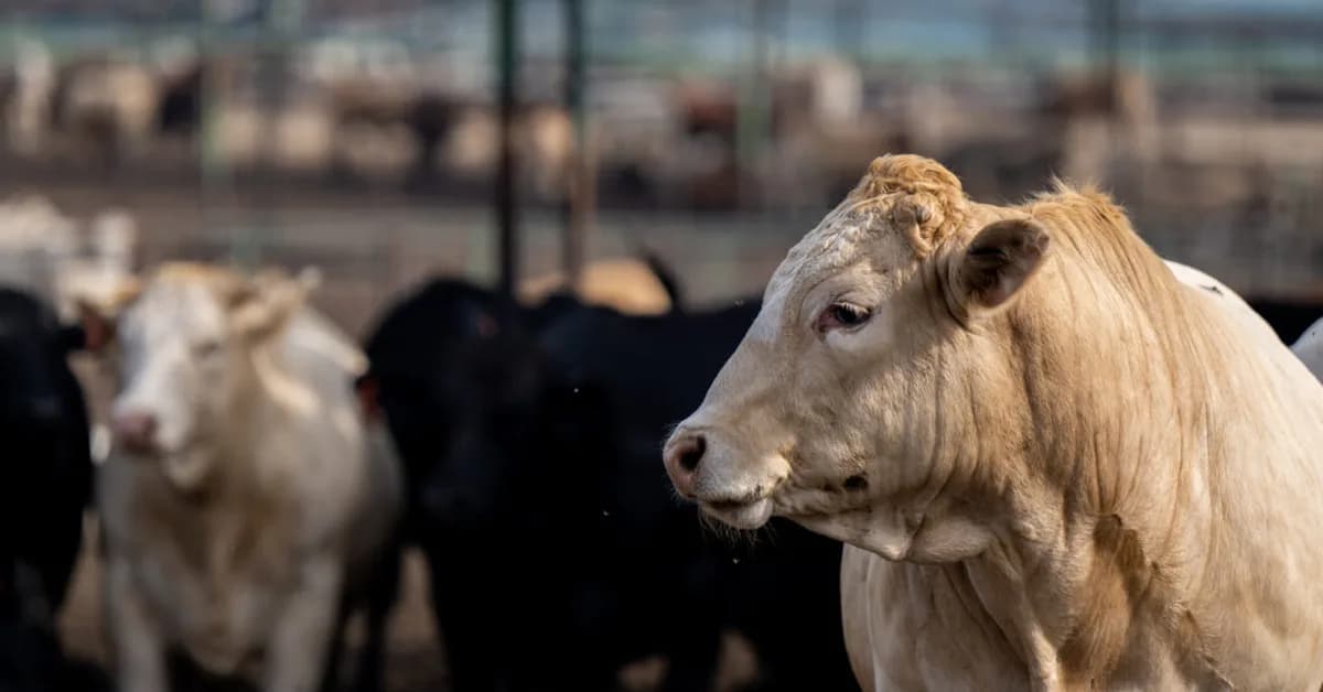 STAT+: New FDA guidance for antibiotic use in food-producing animals prompts criticism over antibiotic resistance