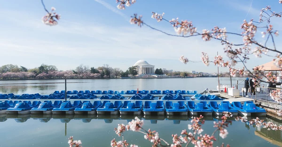 Peak bloom date announced: Best time to see DC's cherry blossoms in 2026