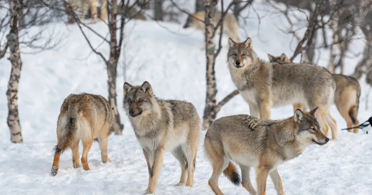 Wolves Descend on Finnish Villages After Google Hacked Down 1,300 Acres of Habitat to Make Room for AI Data Centers