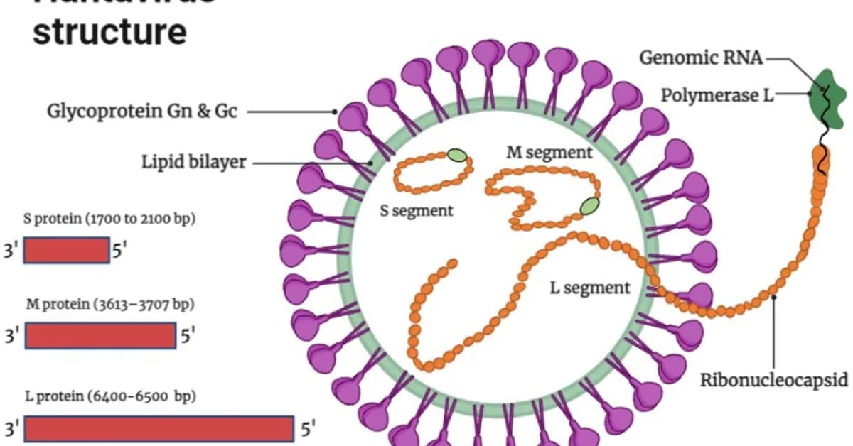 Hantavirus One-Shot mRNA Vaccine Fully Protects in Syrian Hamster Model