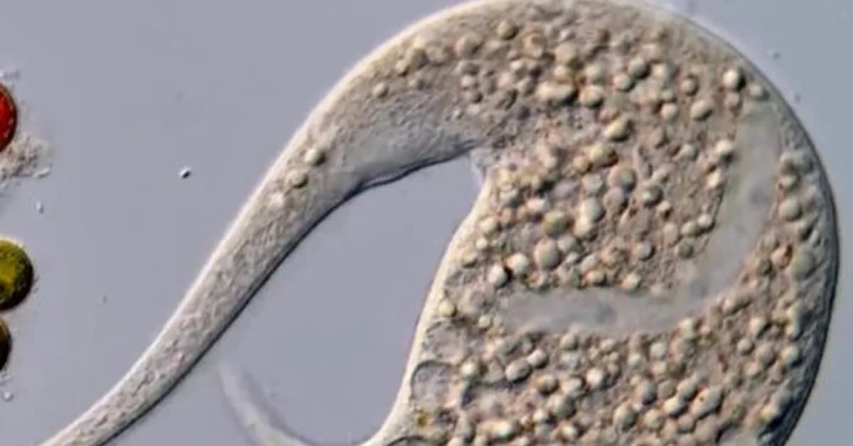 AI disqualification yields new Nikon Small World in Motion winner