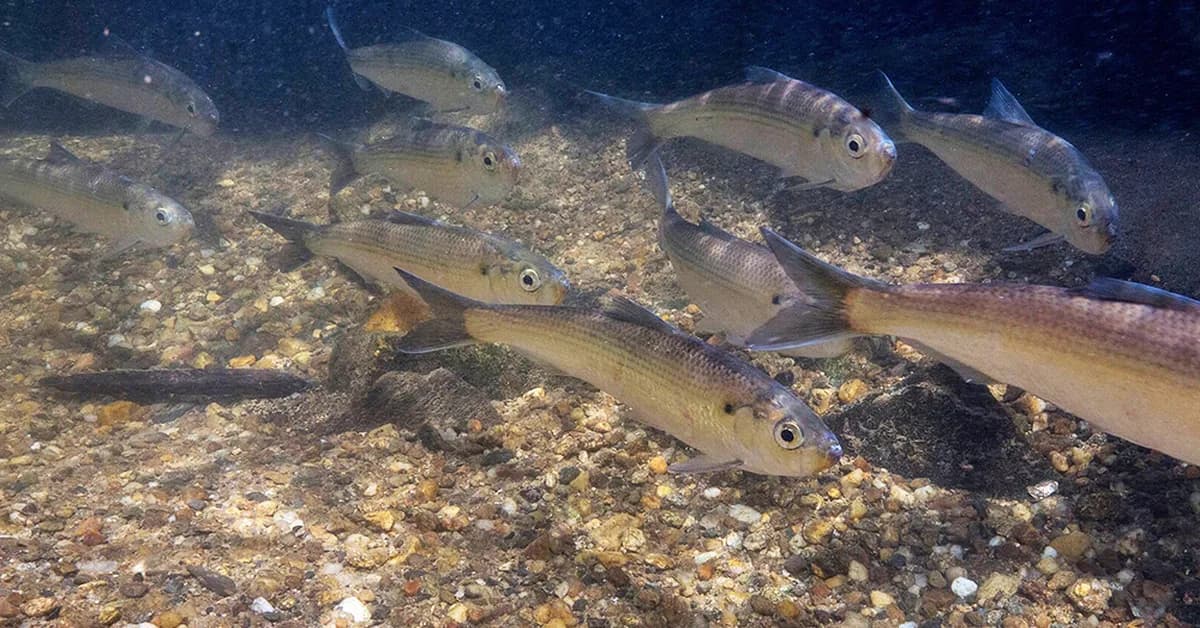 Augmenting citizen science with computer vision for fish monitoring