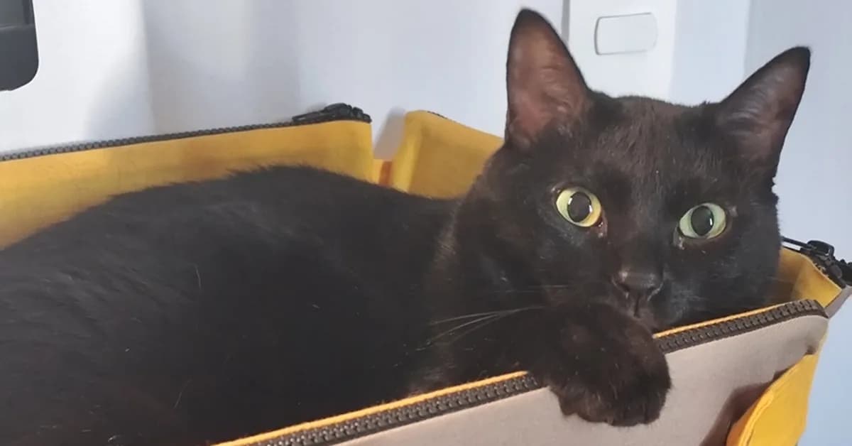 Linux Solved the "AI Code" Problem in One Page