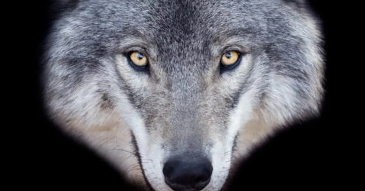 Man faces 5 years in prison for using AI to fake sighting of runaway wolf