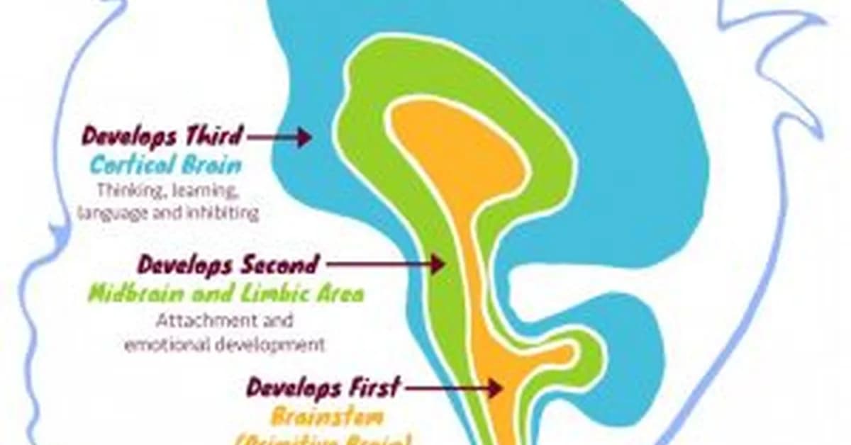 How Early Stress Shapes the Developing Brain