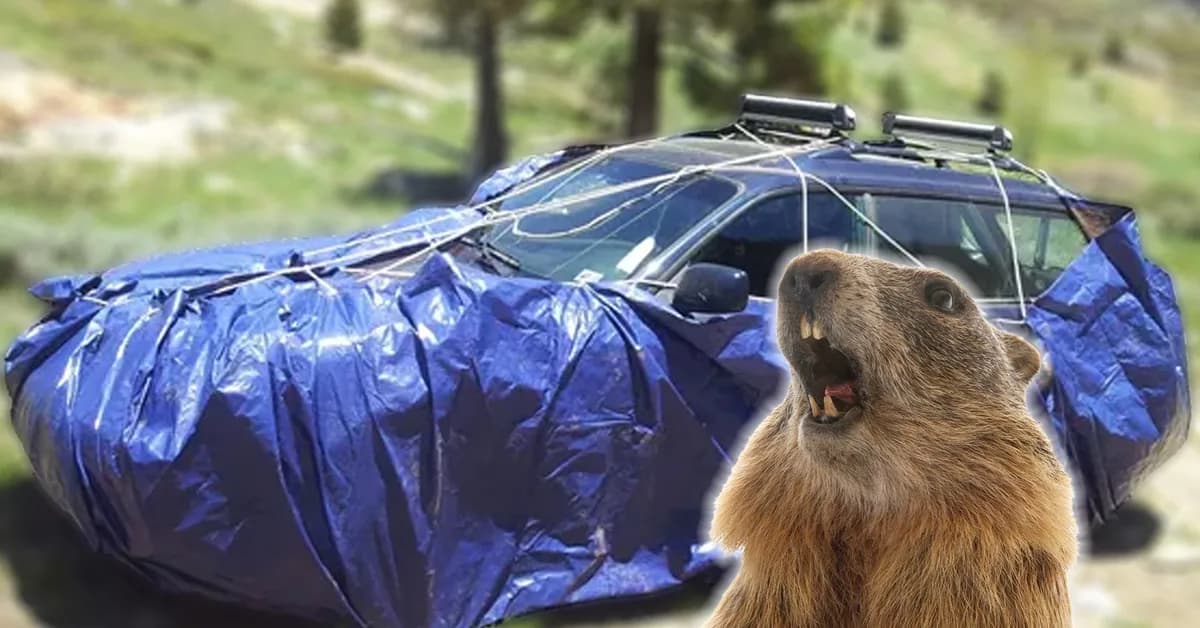 Campers Are Wrapping Their Cars in Tarps to Keep Antifreeze-Addicted Marmots Away