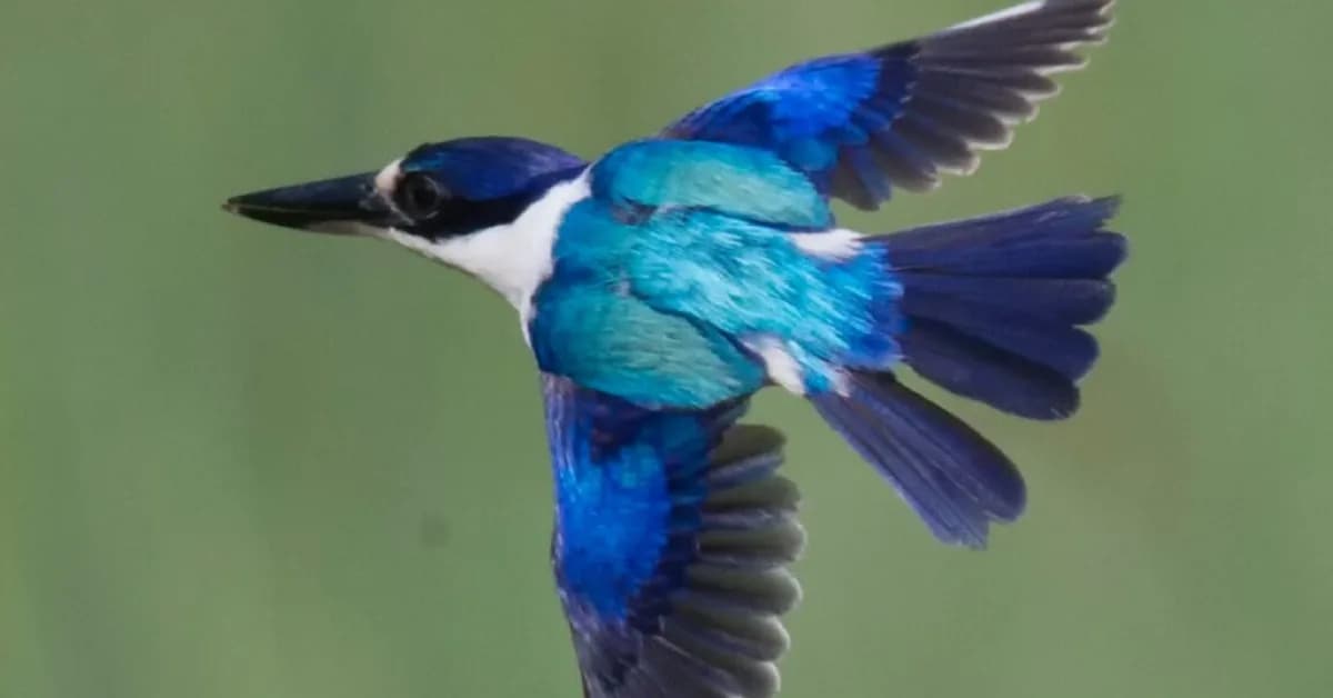 X-rays reveal kingfisher feather structure in unprecedented detail