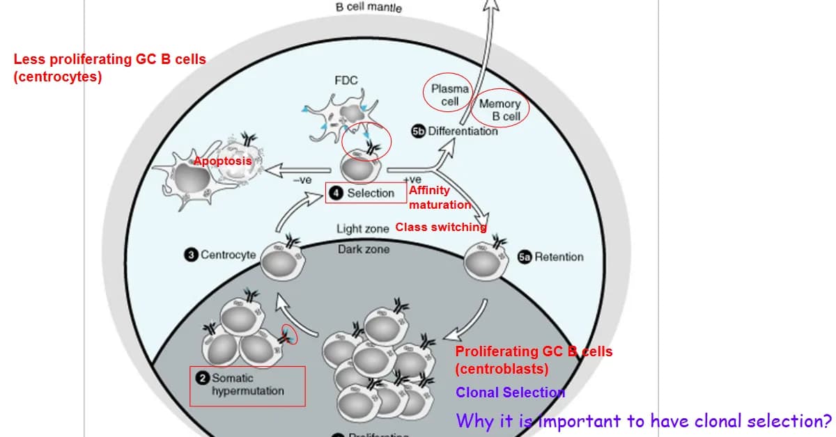 How Germinal Centers Generate Antibodies Through Noisy Rounds of Mutation and Selection