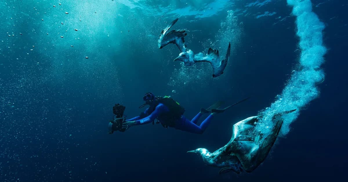 Earth's Greatest Underwater Migrations Are Disappearing
