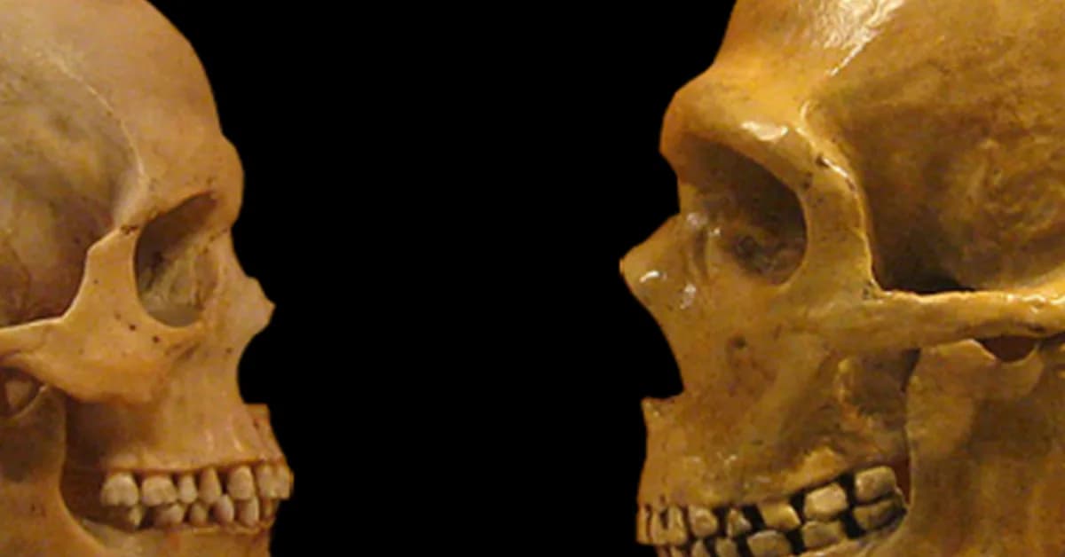 Neanderthal brains measure up to ours-literally