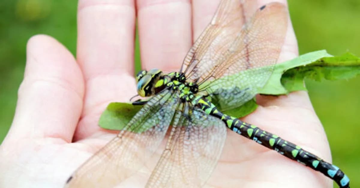 Explanation for why we don't see two-foot-long dragonflies anymore fails