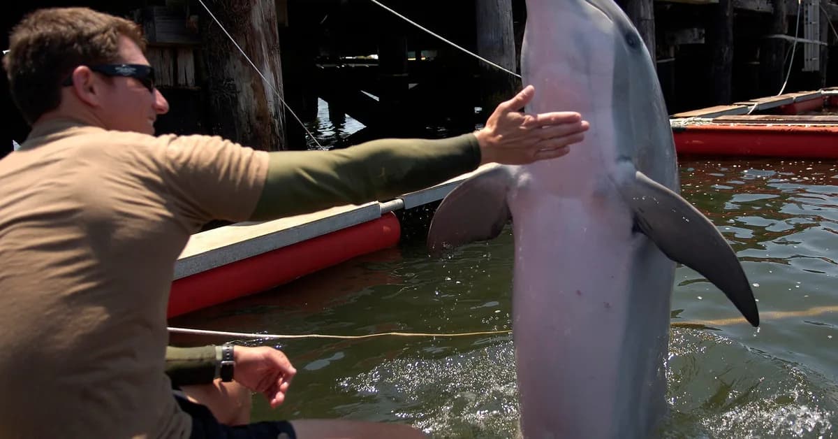 Pentagon leaders got an unusual question about Iran and 'kamikaze dolphins.' Here's how the US military uses these animals.