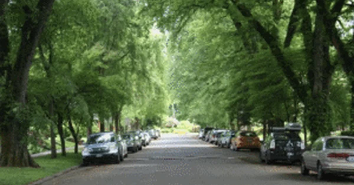 Property Value, Mature Trees (and do I need to water?)