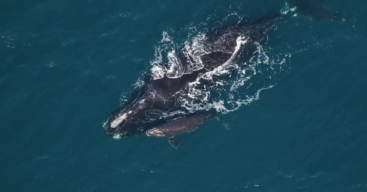 Trump's 'God Squad' blocks endangered species protections in the Gulf of Mexico
