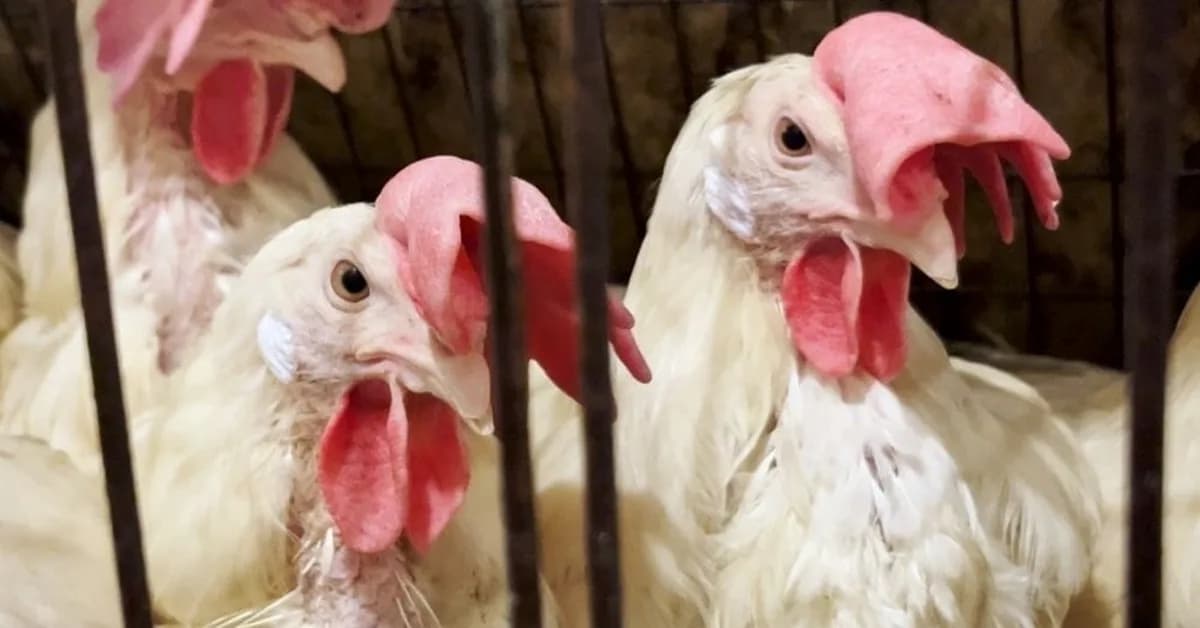 Sobeys Caged Eggs: Animal Justice Takes Action at the National Bank Open