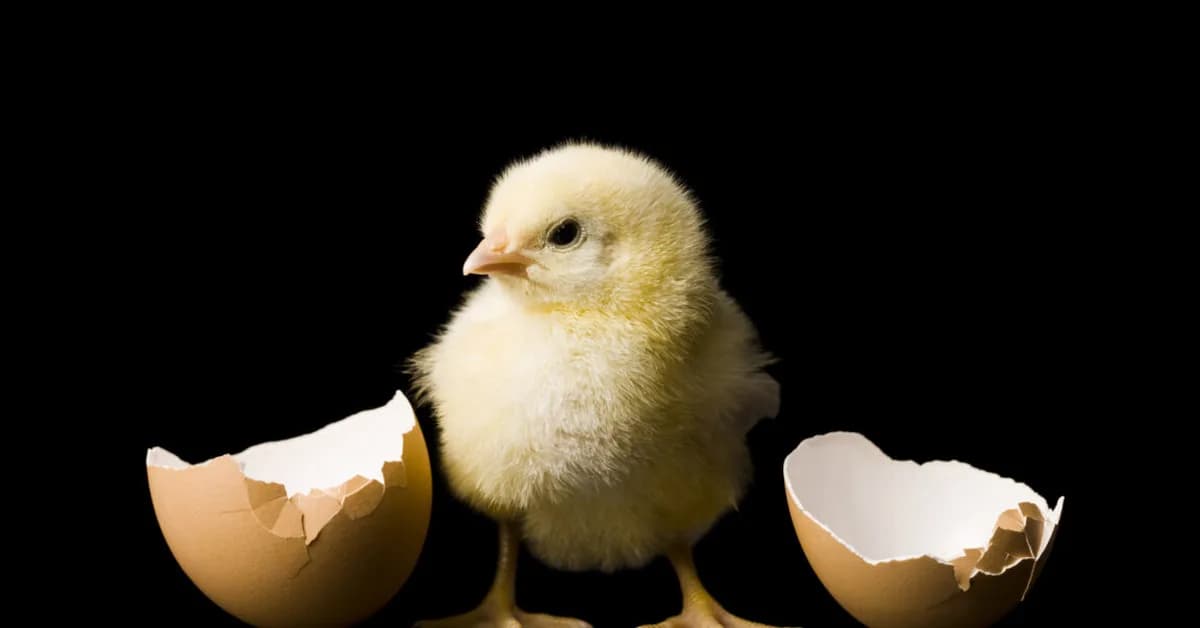 From chickens to humans, animals think "bouba" sounds round