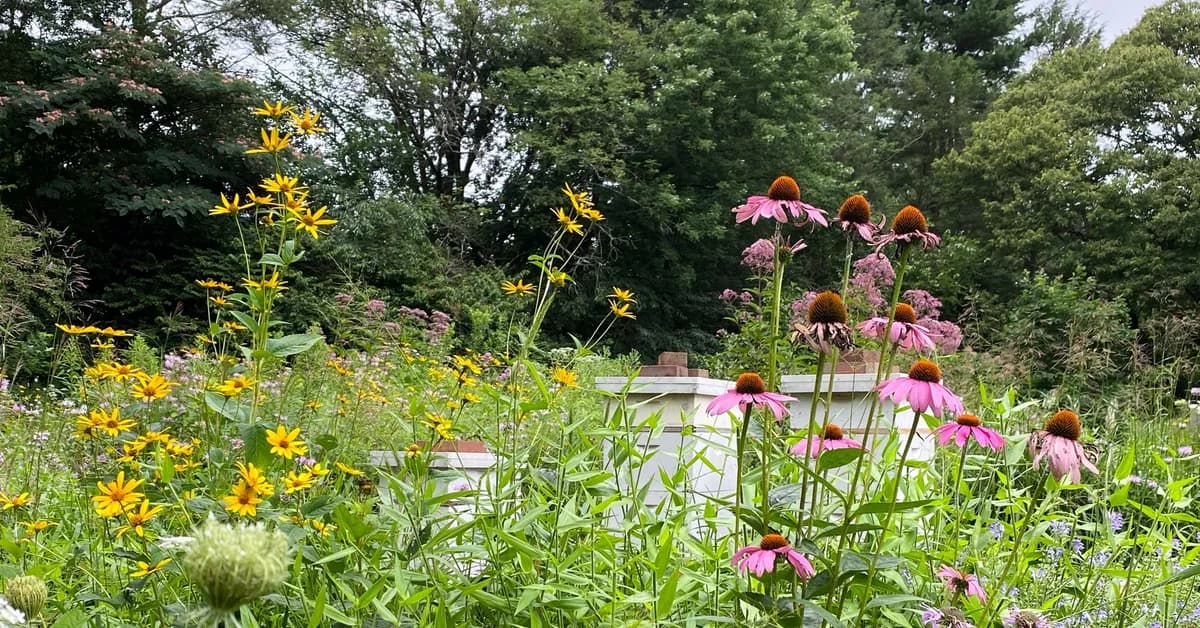 Pennsylvania's New 'Meadow Kits' Are Transforming Suburban Curb Appeal