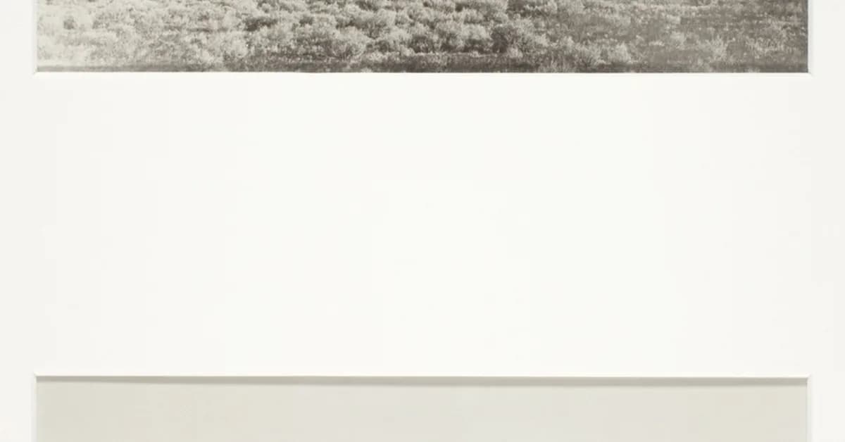 Brazilian police dog sniffs out 48 tons of marijuana in record bust