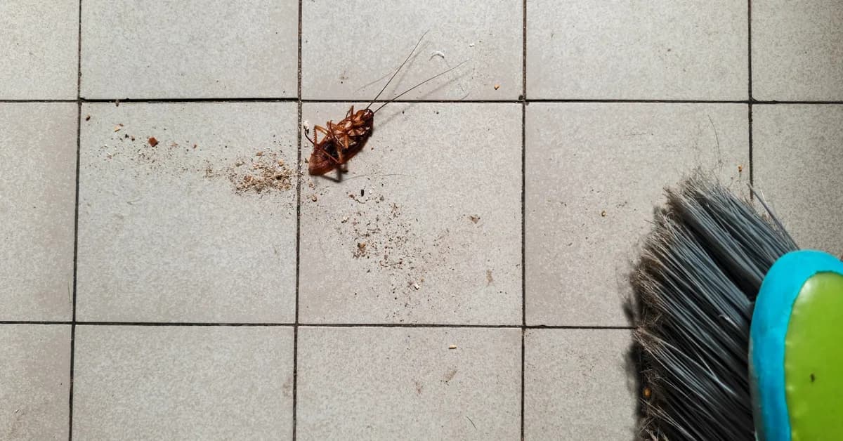 Rising Temperatures Are Driving Pests Back Into Your Home. How To Stop Them-and Fast