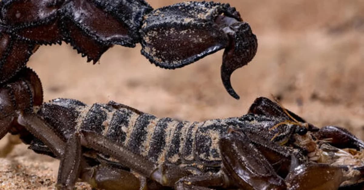 Scorpions go terminator mode and reinforce their weapons with metal