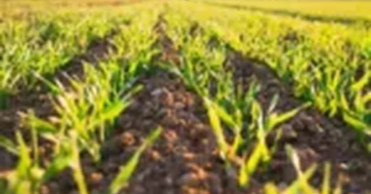 Protein Industries Canada invests more than $2 million into AI for AgTech