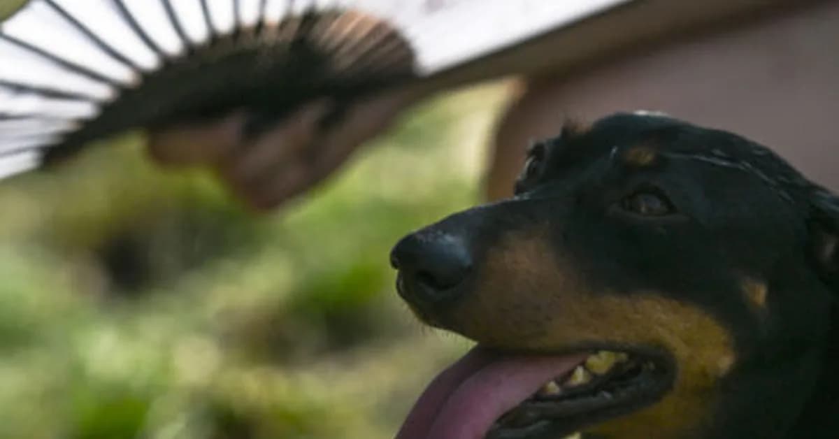They call it stupid hot for a reason: Heat muddles animal brains