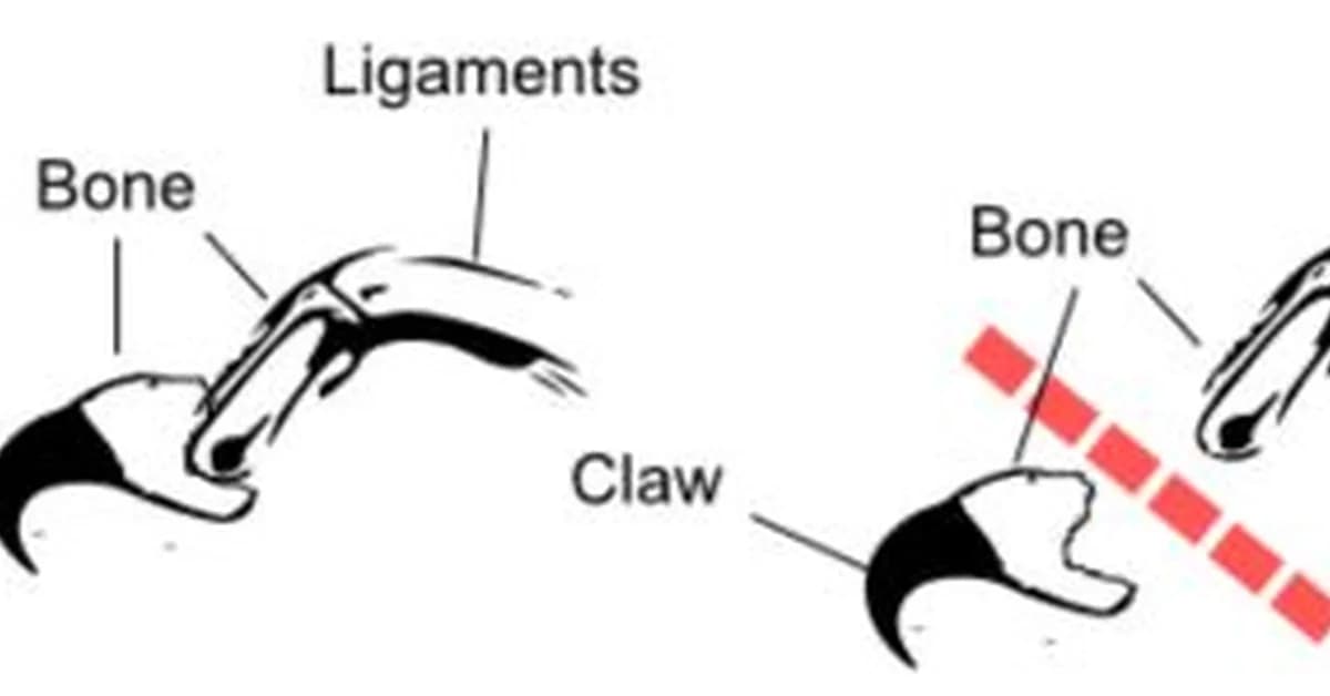Victory! Ontario Bans Cat Declawing, Dog Ear Cropping & Debarking