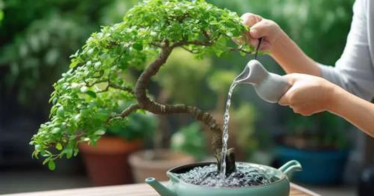 🌳 Watering the Bonsais