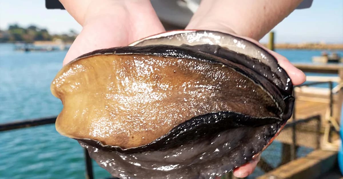 How One Farm Raises the Rarest, Most Expensive Mollusk in America