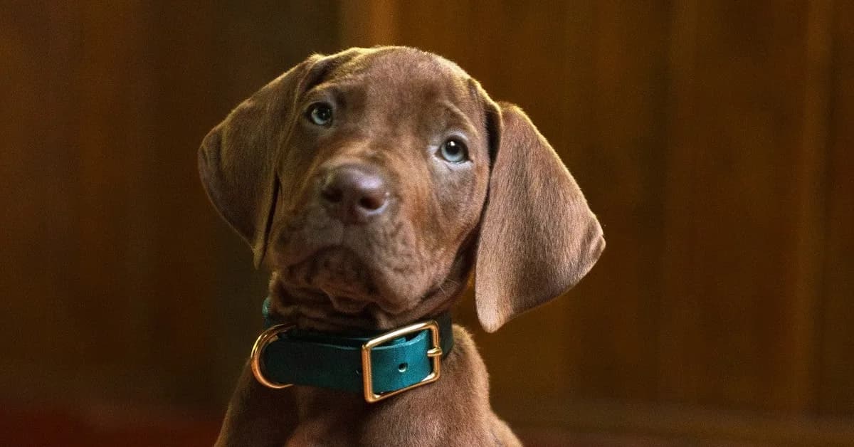 Scooby-Doo: Origins Reveals Cute New Photo of the Live-Action Dog