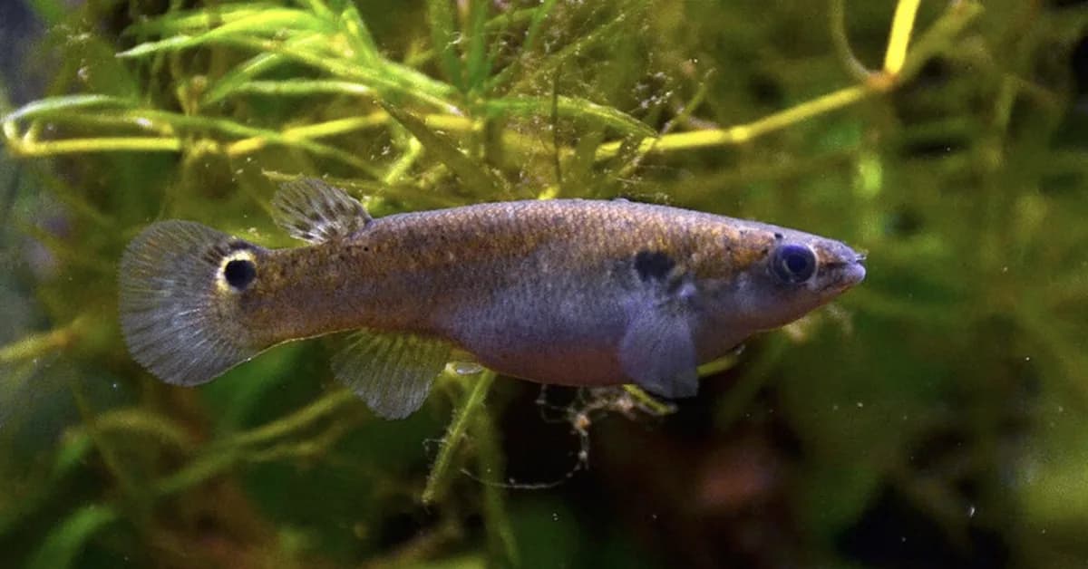 Scientists Gave 'Aggressive' Fish Psychedelic Drugs. A Breakthrough Came Next