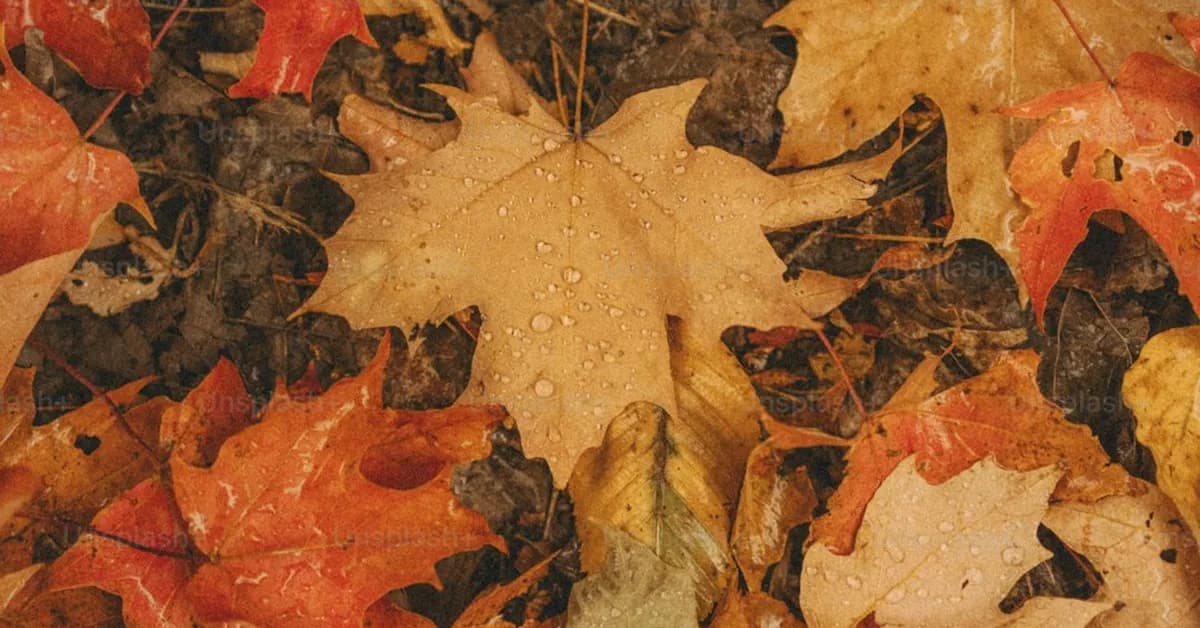 Turn Over a New Leaf With the Best Beauty Upgrades for Fall