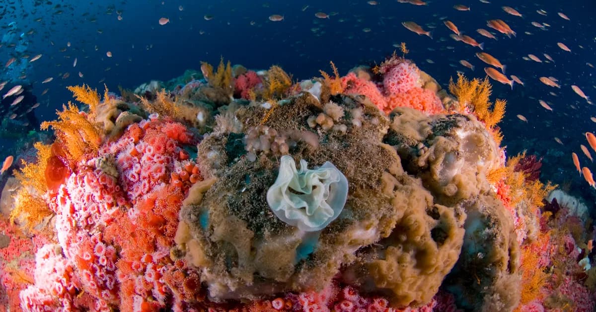US Government Is Accelerating Coral Reef Collapse, Scientists Warn