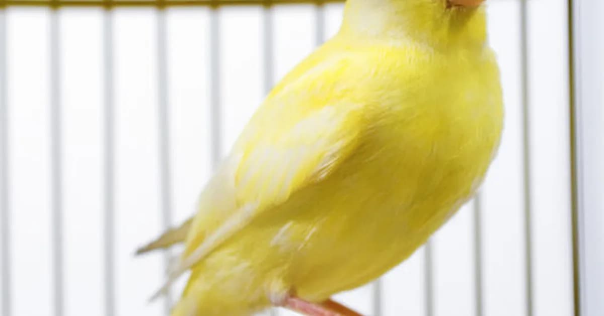Canadian election databases use "canary traps"-and they work