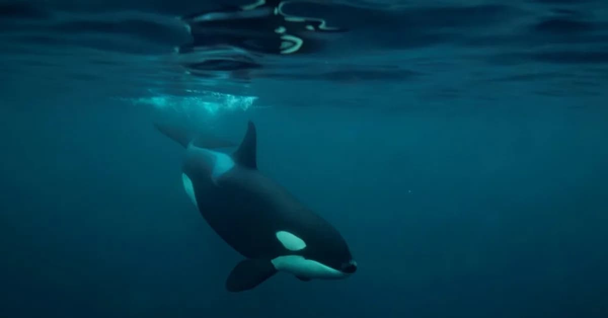 Killer whales: orcas blow fish to bits 'for fun', study finds