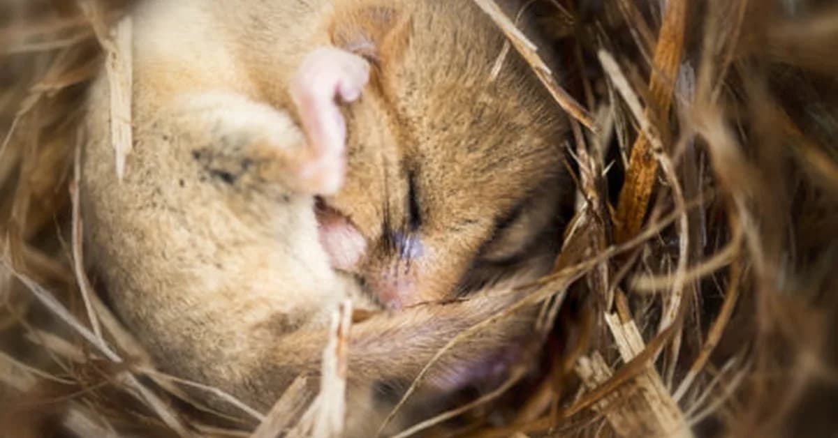 Putting mice into hibernation causes a major loss of synapses