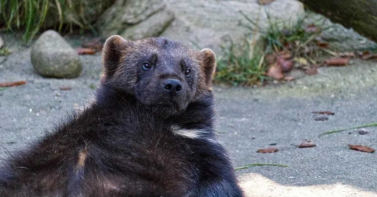 Wolverine + Marten: My random takes and updates