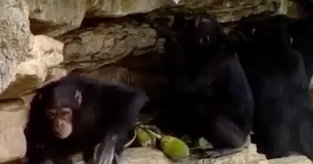 How chimps teach their kids tool tricks