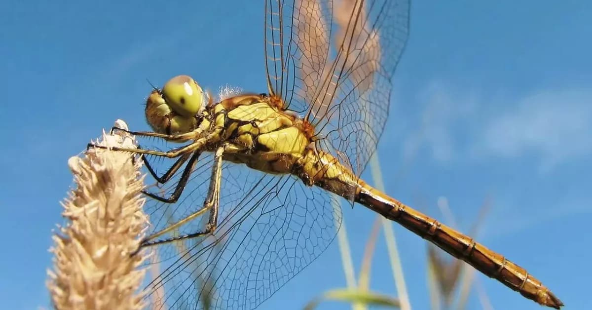 Dragonflies can see a colour humans cannot: This could change medicine