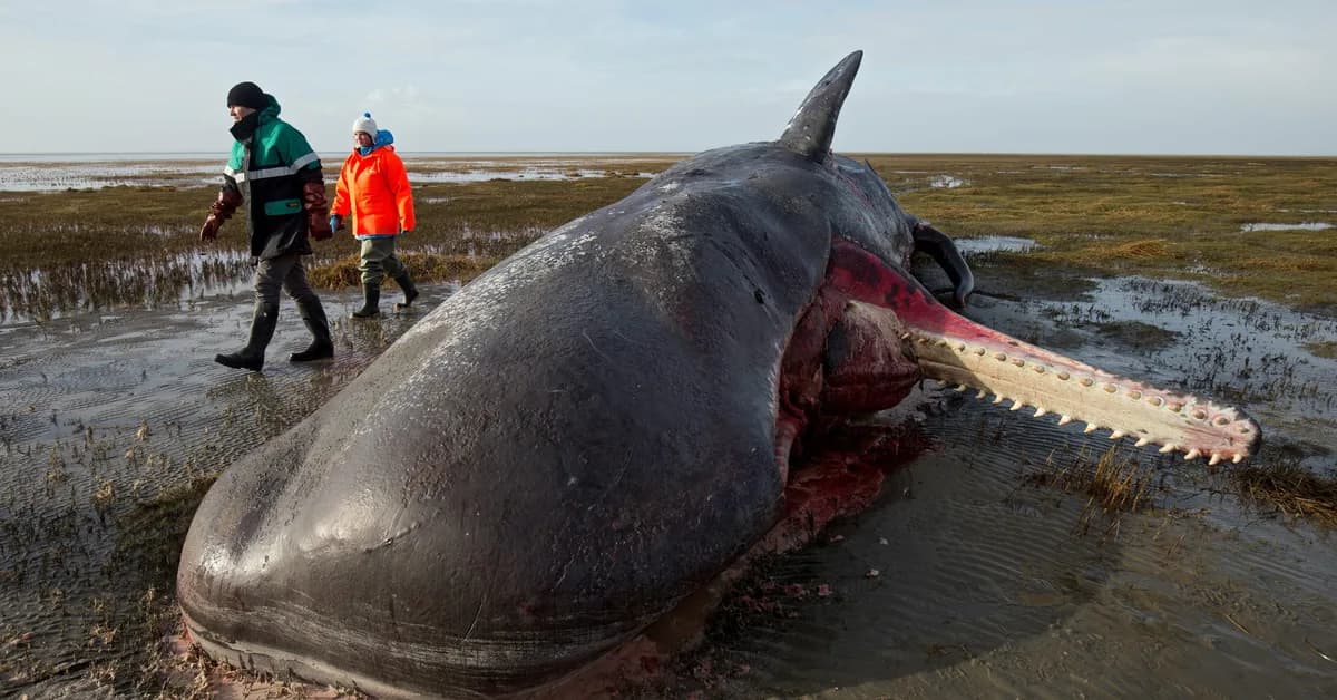 Whale that was rescued after stranded in Germany found dead in Denmark