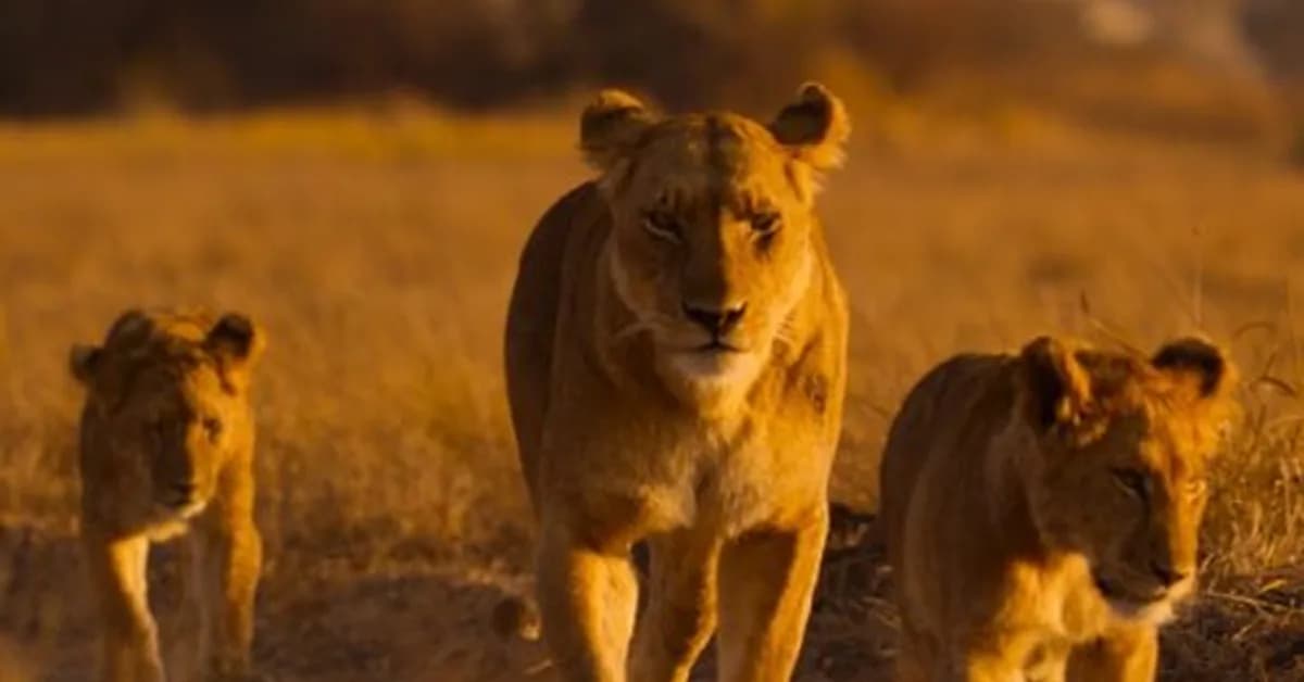 Lions and cheetahs and chimps, oh my: a spotlight on Africa's diverse wildlife
