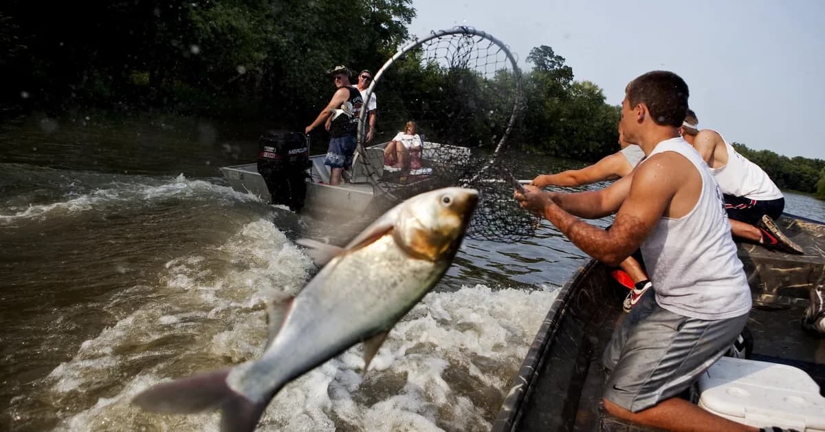 Trump and the Illinois governor keep feuding over an invasive fish