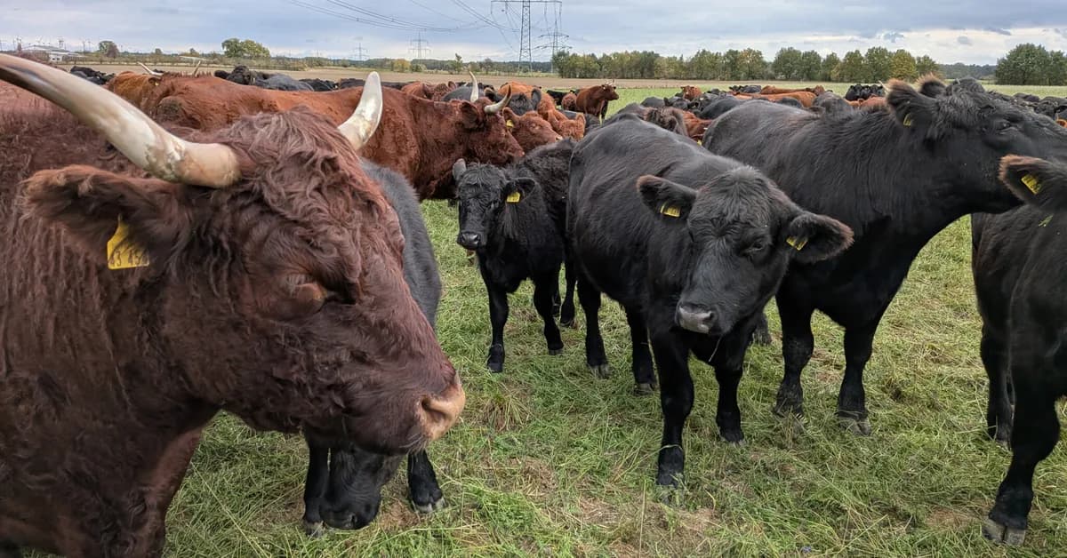 On the Farm, the Hidden Climate Cost of America's Broken Health Care System